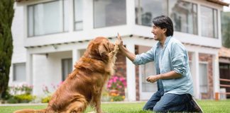 How to Get the Best Dog for Your Home? Best Dog for Your Home