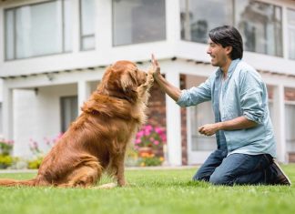 How to Get the Best Dog for Your Home? Best Dog for Your Home