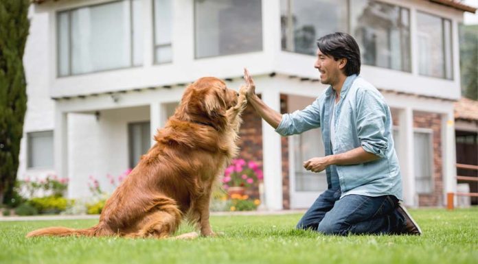 How to Get the Best Dog for Your Home? Best Dog for Your Home