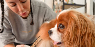 Behind the Bubbles: A Day in the Life of NYC Dog Grooming Dog Grooming