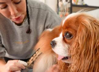 Behind the Bubbles: A Day in the Life of NYC Dog Grooming Dog Grooming