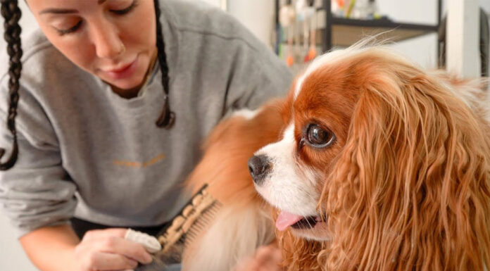 Behind the Bubbles: A Day in the Life of NYC Dog Grooming Dog Grooming