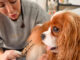 Behind the Bubbles: A Day in the Life of NYC Dog Grooming Dog Grooming